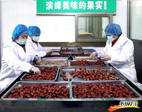 枣香四溢产业兴——河北赞皇大枣铺就乡村致富路