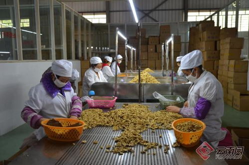 永平县 “五种五养”与十大产业体系，挑起农副产品助脱贫的大梁